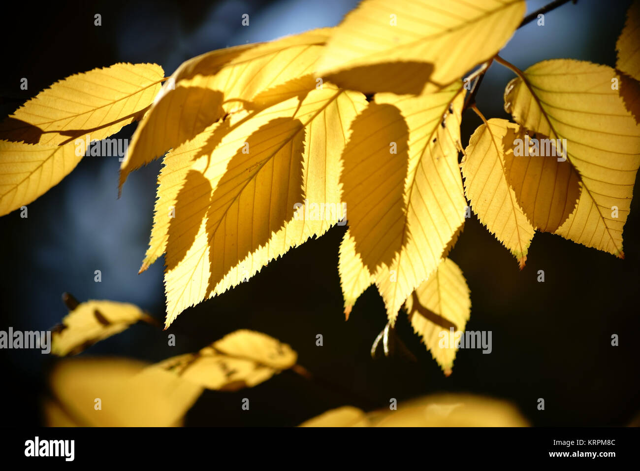 Die gelben Blätter der Sibirischen Gelb-Birke im Herbst und im Gegenlicht. Foto Stock