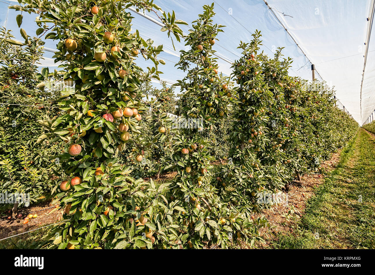 Frutteto con alberi di mele in un campo in estate Foto Stock