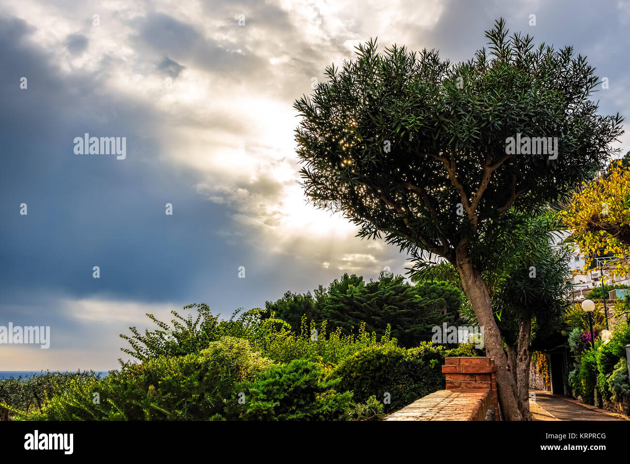 Isola di Capri tramonto dietro ad un albero con nubi sparse Foto Stock