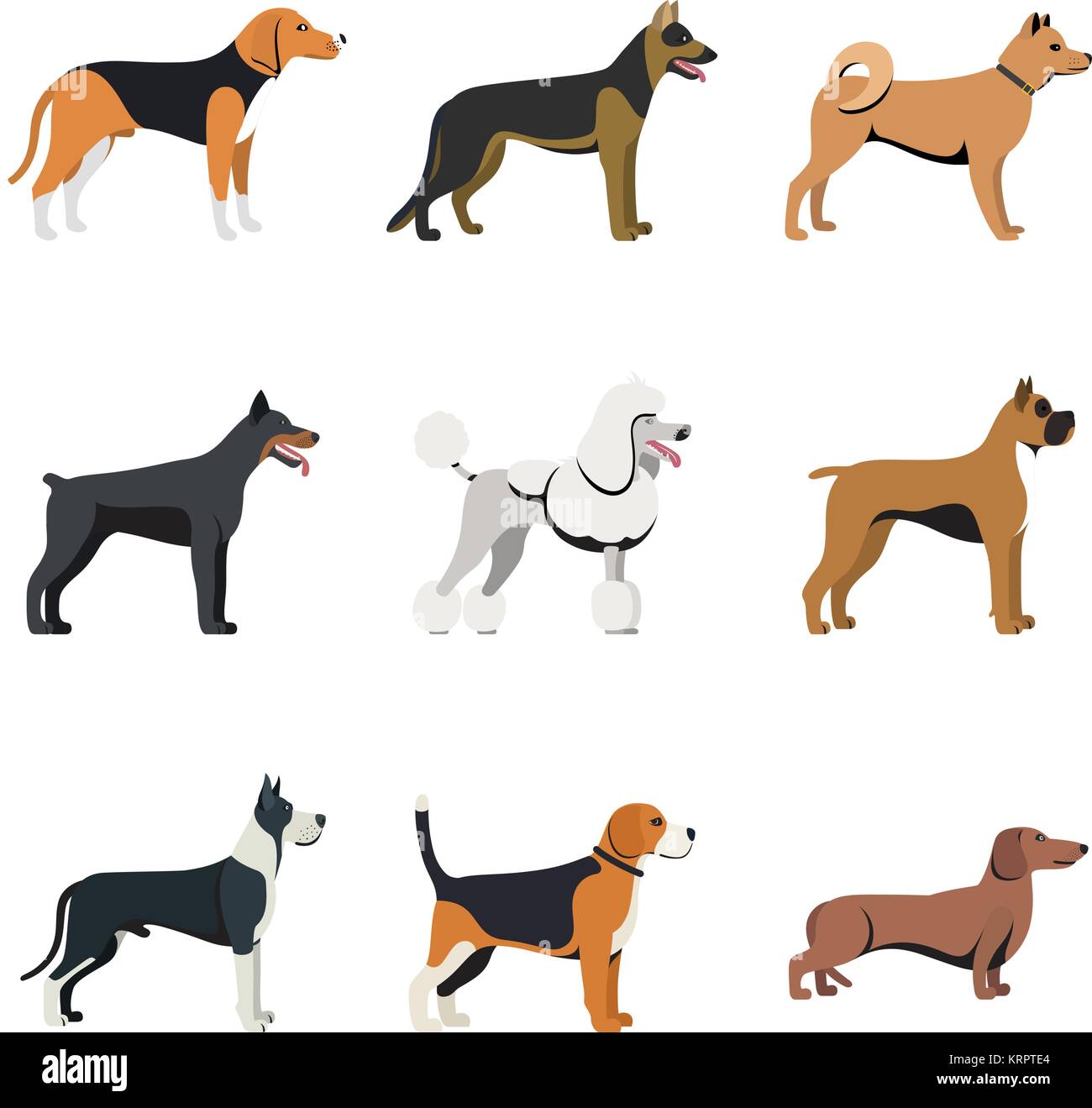 Diversi tipi di cani di razza con set di Beagle, pastore tedesco, Akita Inu, Doberman, Poodle, Boxer, Great Dane e bassotto. vettore isolato impostato Illustrazione Vettoriale