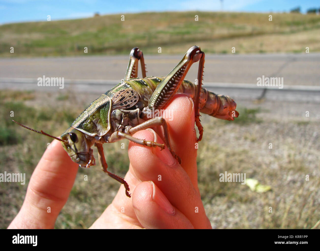 Un enorme grasshopper in siede sulla mano di una persona in una giornata di sole in Sud Dakota. Foto Stock