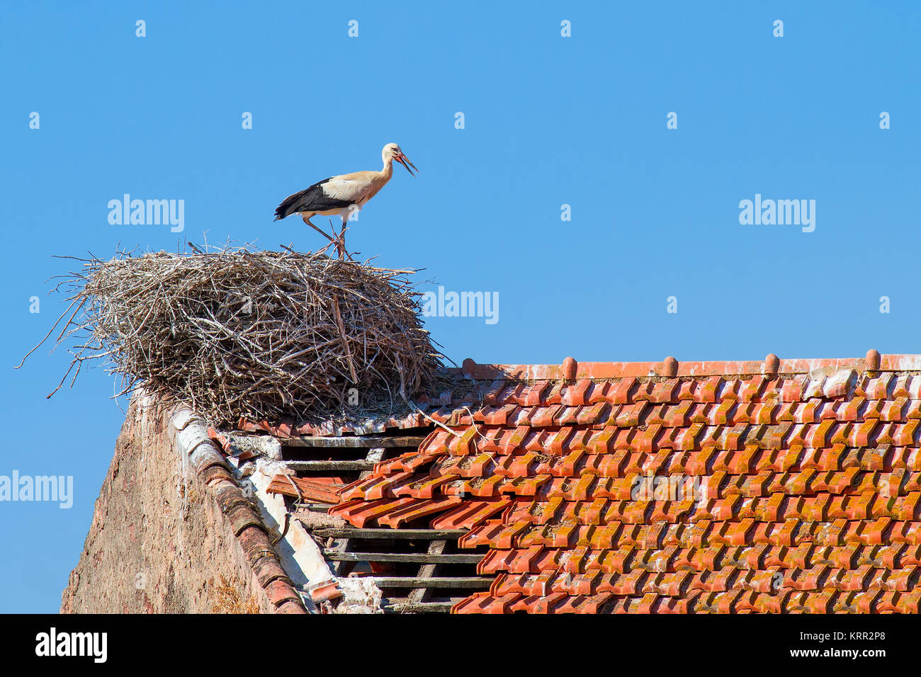 Cicogna principale sta nel nido su edificio con cielo blu Foto Stock