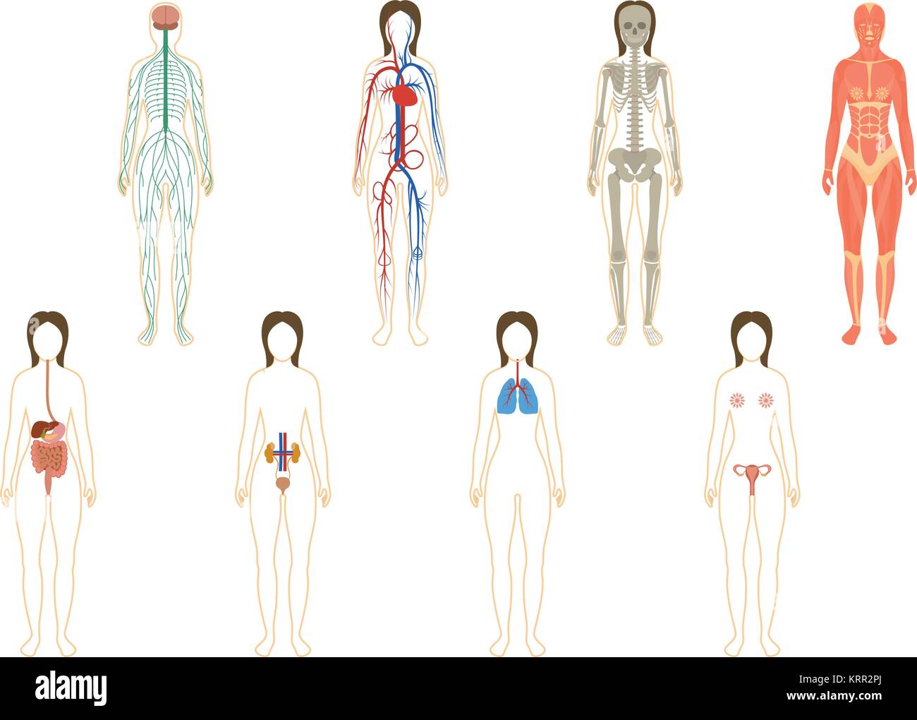 Insieme di organi umani e i sistemi del corpo vitalità. Illustrazione Vettoriale Illustrazione Vettoriale