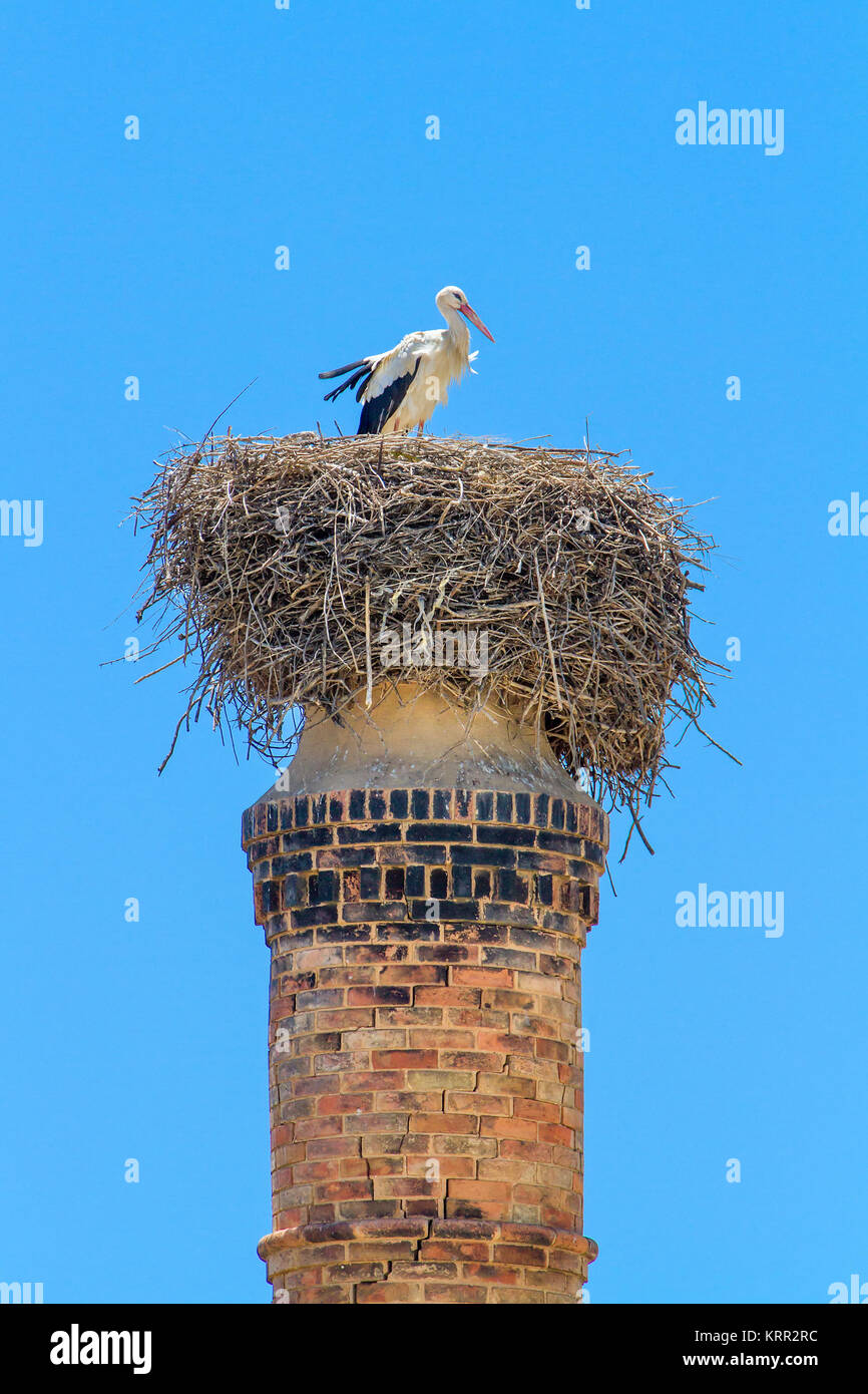 Genitore cicogna nel nido sul camino con cielo blu Foto Stock