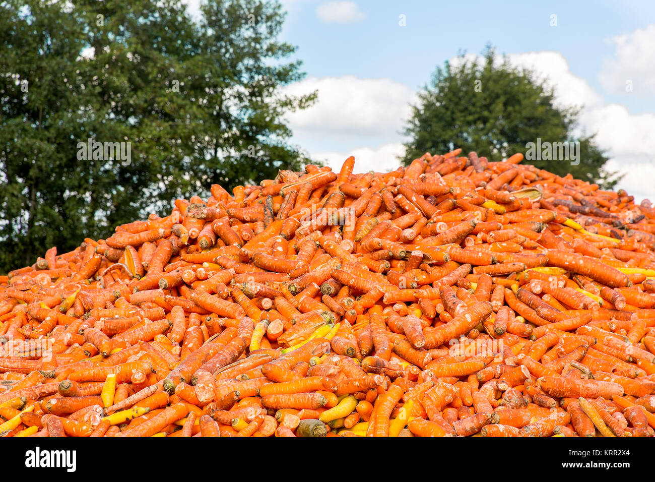 Un sacco di carote arancione come ortaggi giacente in agriturismo Foto Stock