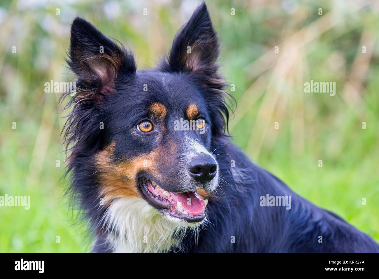 Testa ritratto di colorate Border Collie cane nella natura Foto Stock