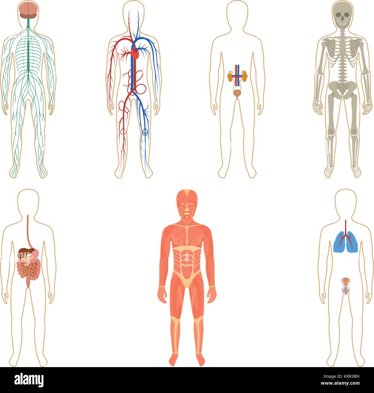 Insieme di organi umani e i sistemi del corpo vitalità. Illustrazione Vettoriale. Illustrazione Vettoriale