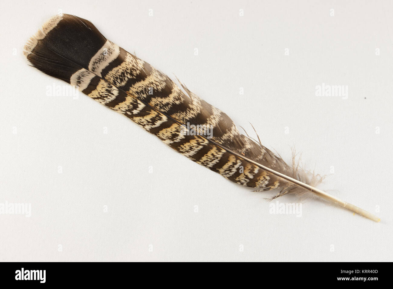 Un singolo Ruffed Grouse (Bonasa umbellus) piuma di coda isolato. Foto Stock