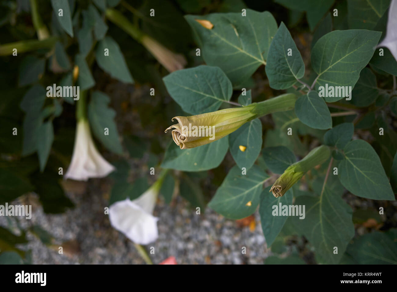 Datura metel Foto Stock
