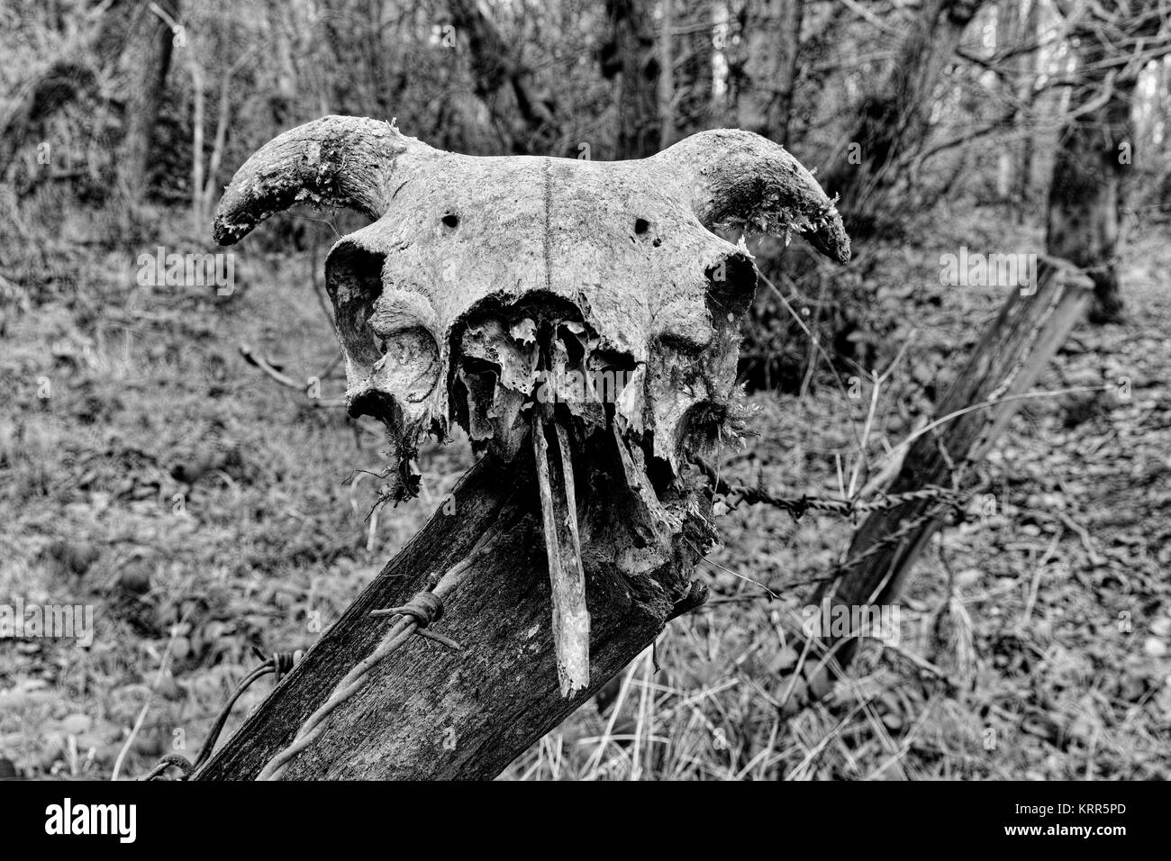 Un cranio di pecora che viene lentamente disintegrare seduto su un palo da recinzione. Foto Stock