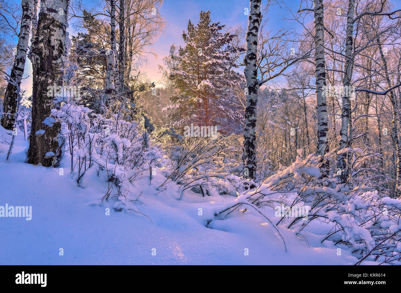 Sunrise in inverno il legno. Dolce sole del mattino tra white tronchi di betulle, snowy pini e cespugli - fiaba della Foresta di inverno Foto Stock