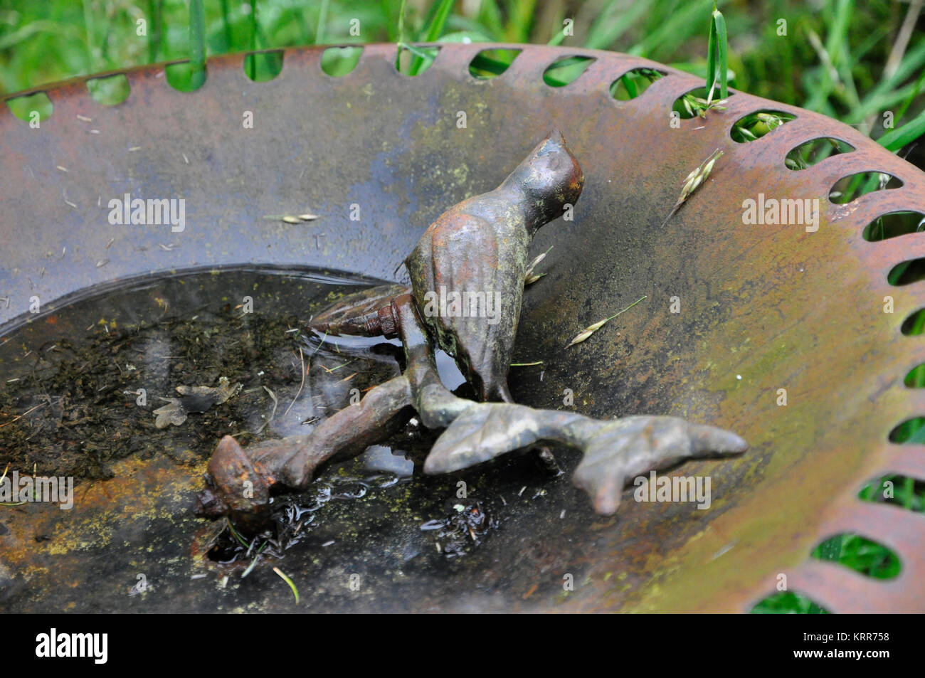 Bagno dell'uccello Foto Stock