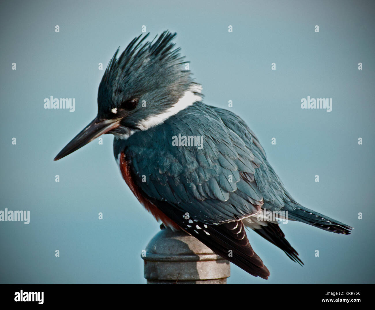 Kingfisher Foto Stock