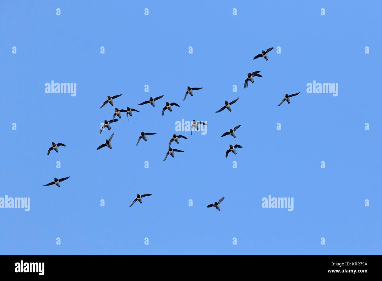 Poco auks / dovekie (Alle alle) little auk gregge in volo contro il cielo blu Foto Stock