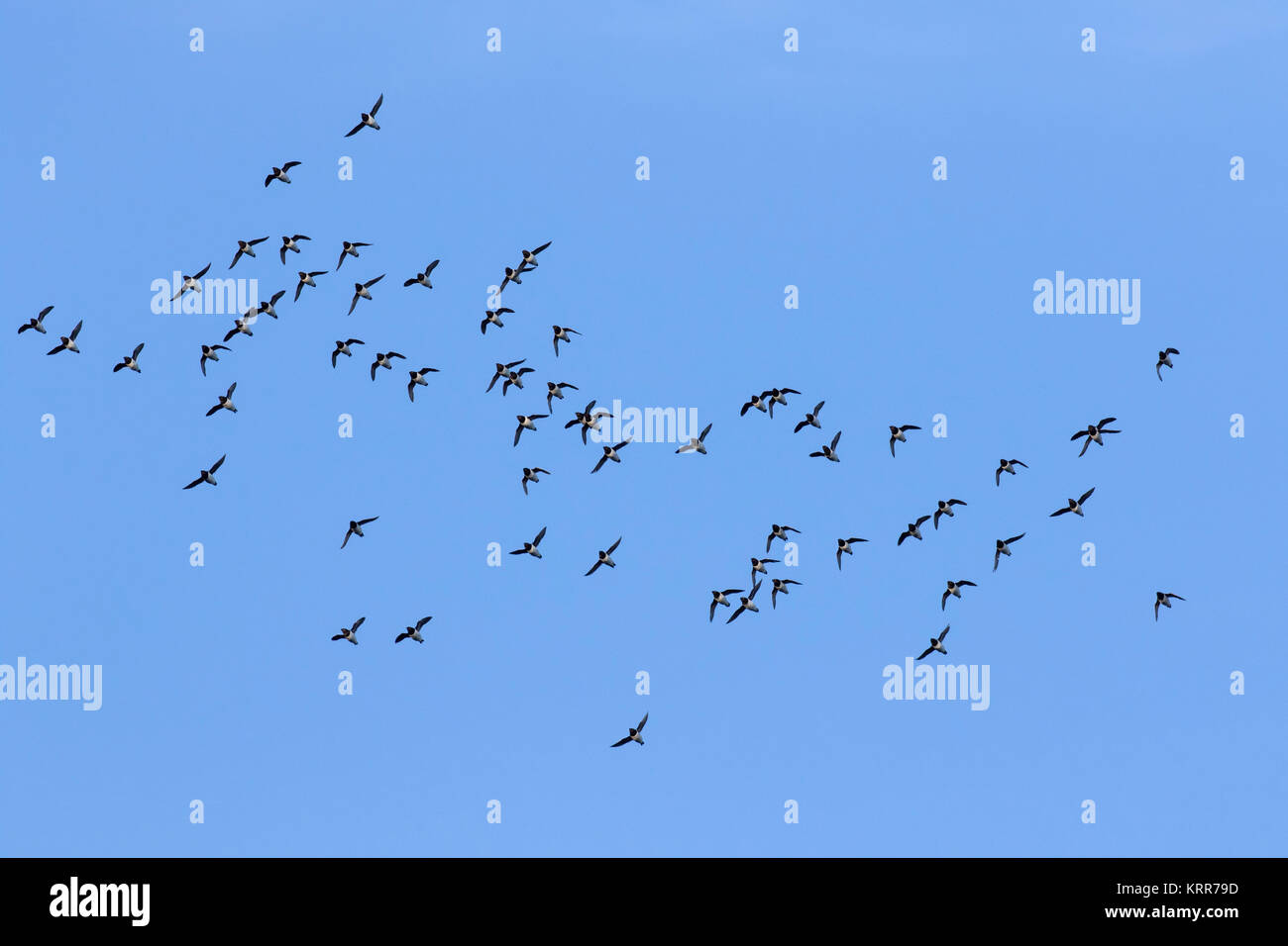 Poco auks / dovekie (Alle alle) little auk gregge in volo contro il cielo blu Foto Stock