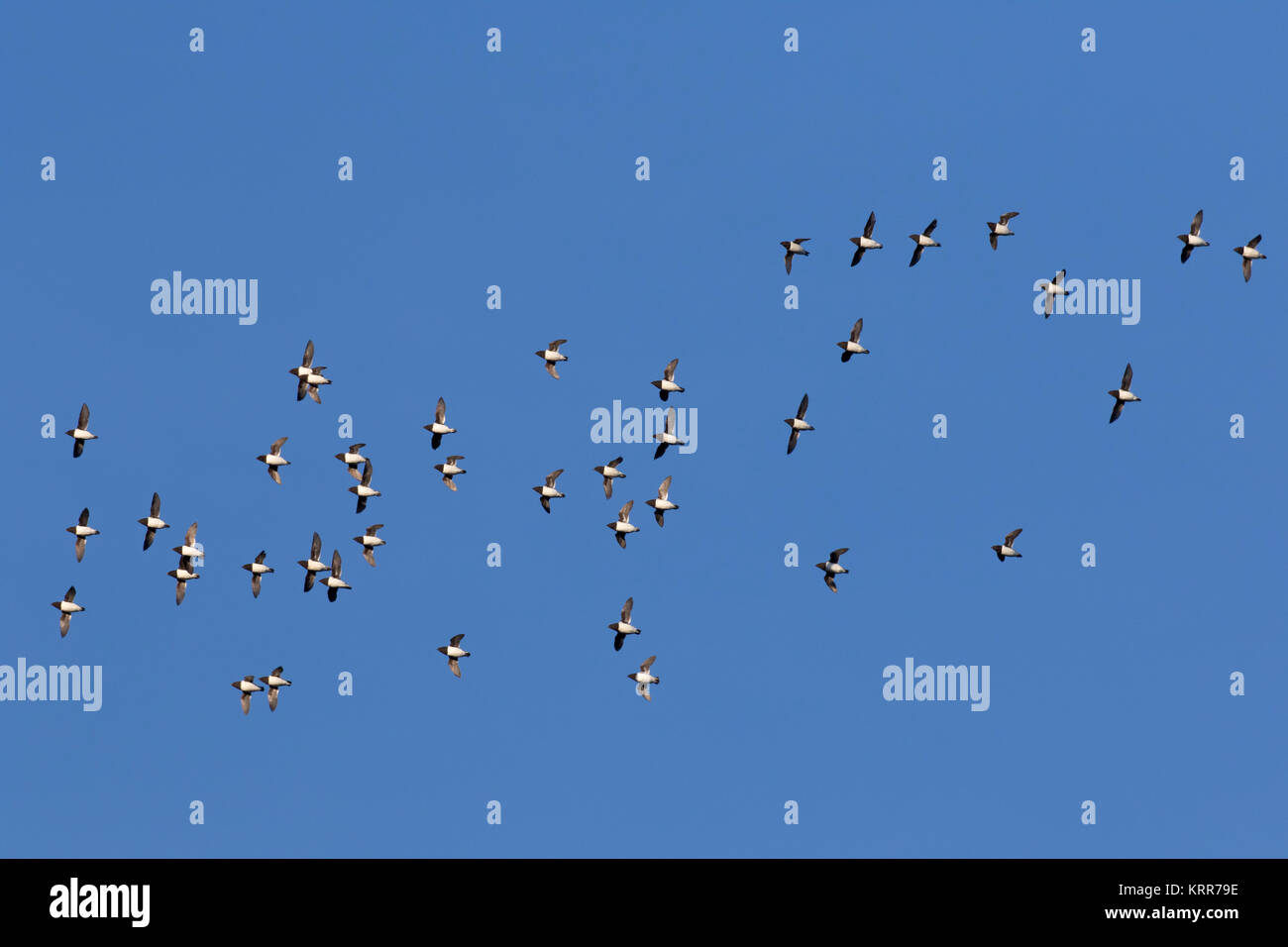 Poco auks / dovekie (Alle alle) little auk gregge in volo contro il cielo blu Foto Stock