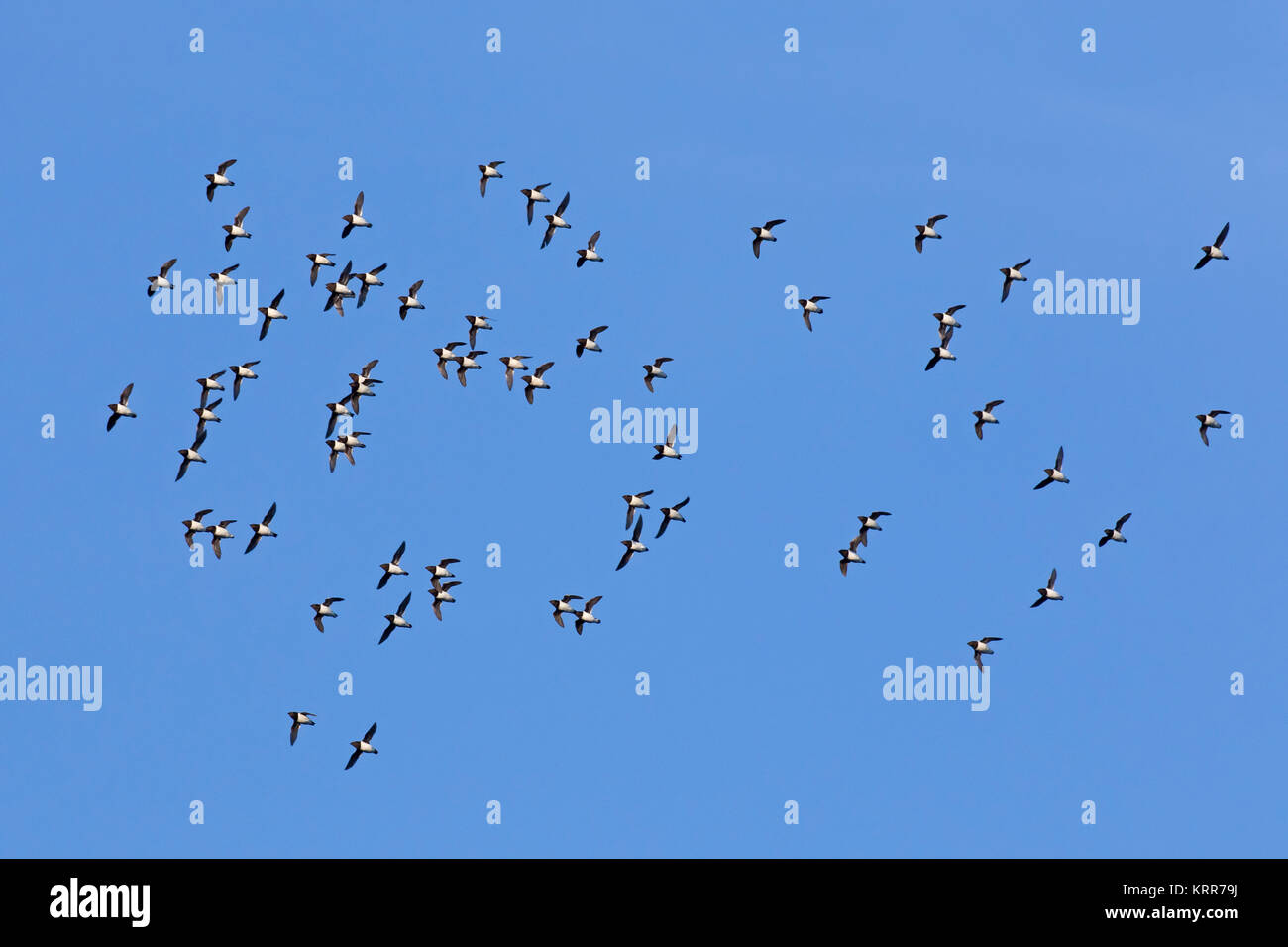Poco auks / dovekie (Alle alle) little auk gregge in volo contro il cielo blu Foto Stock