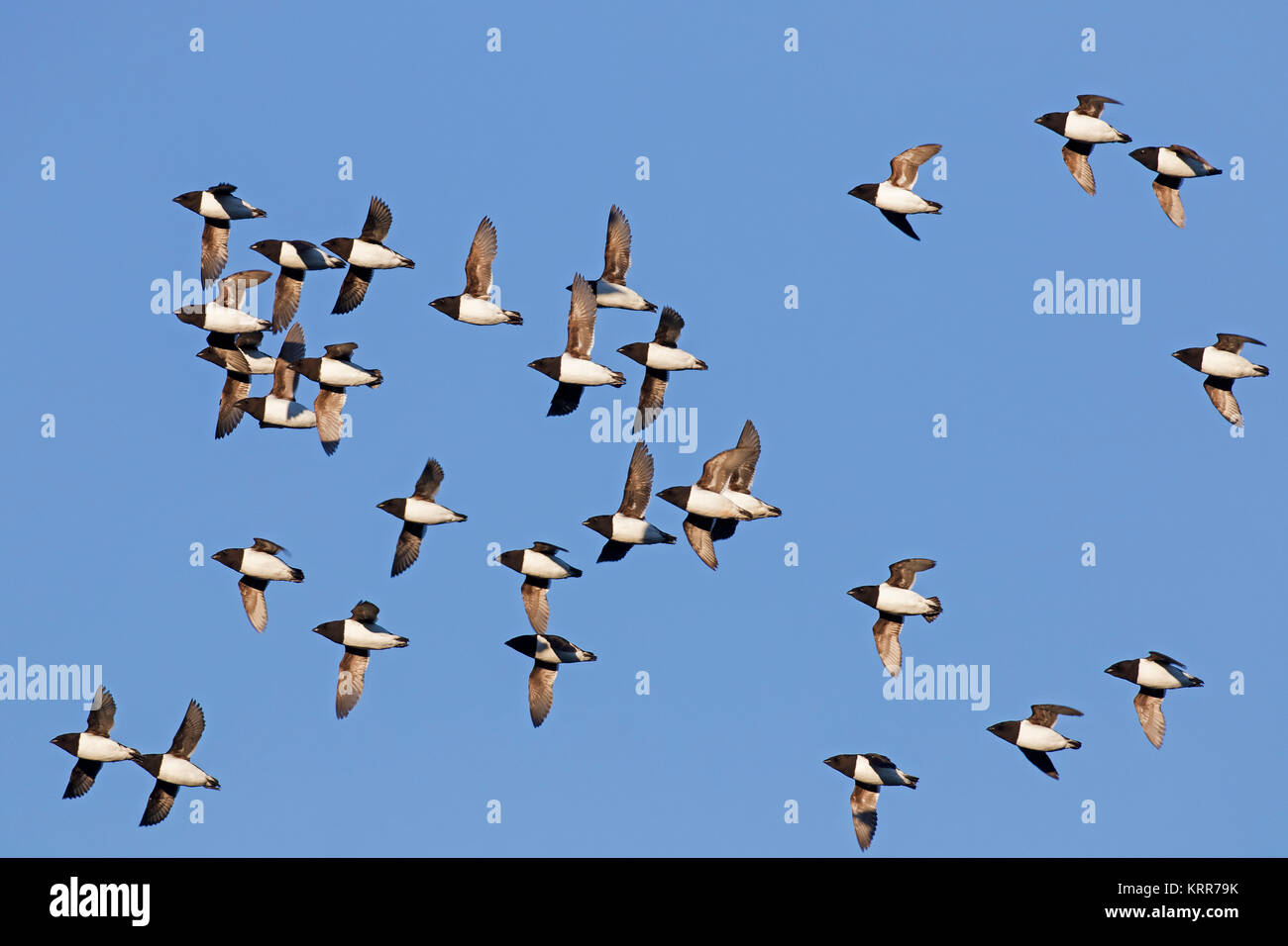 Poco auks / dovekie (Alle alle) little auk gregge in volo contro il cielo blu Foto Stock