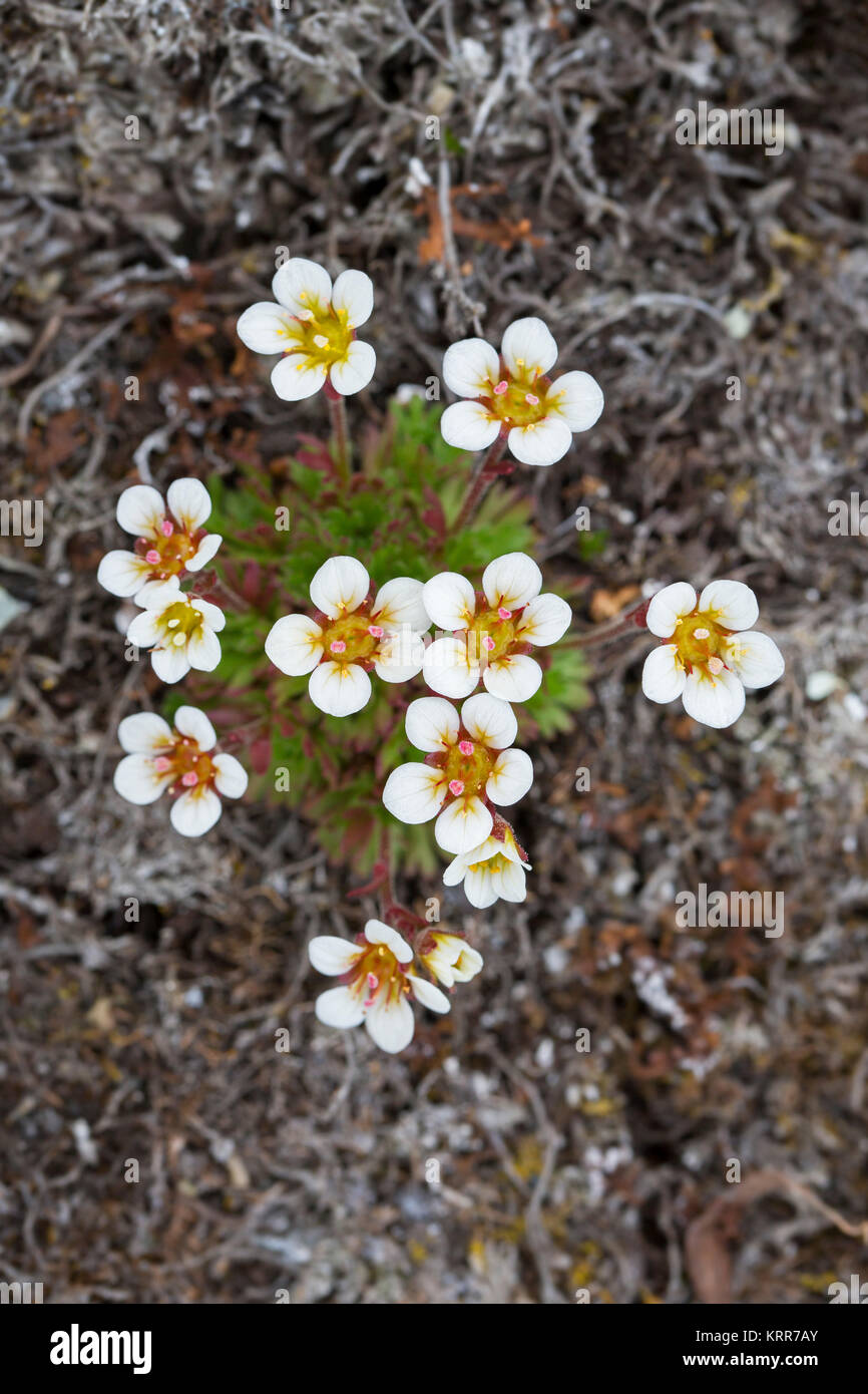 Tufted Sassifraga alpina / sassifraga tufted (Saxifraga cespitosa) in fiore sulla tundra artica Foto Stock