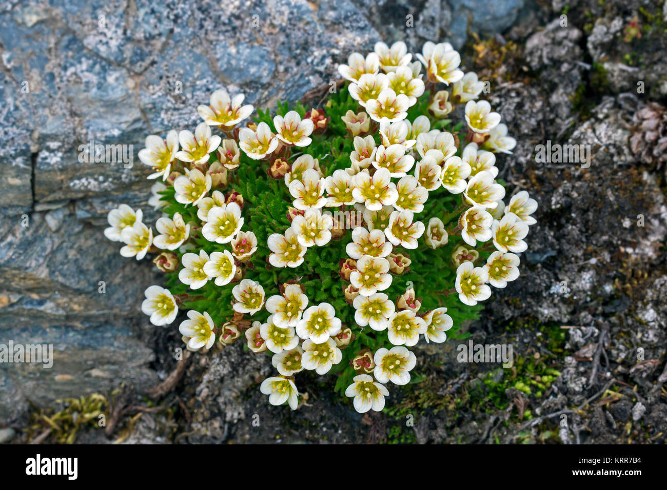 Tufted Sassifraga alpina / sassifraga tufted (Saxifraga cespitosa) in fiore sulla tundra artica Foto Stock