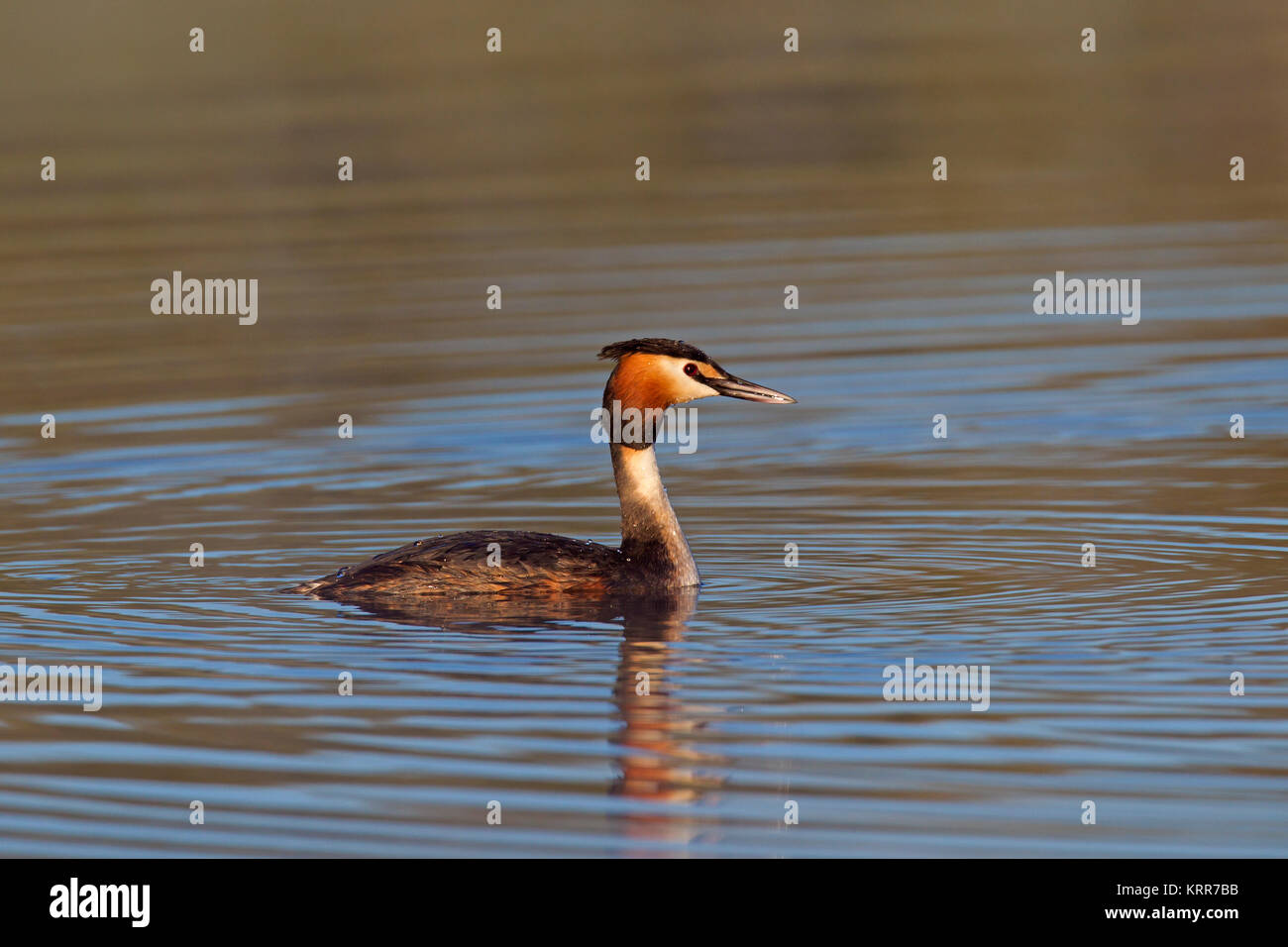 Svasso maggiore (Podiceps cristatus) in allevamento piumaggio nuotare nel lago / stagno in primavera Foto Stock