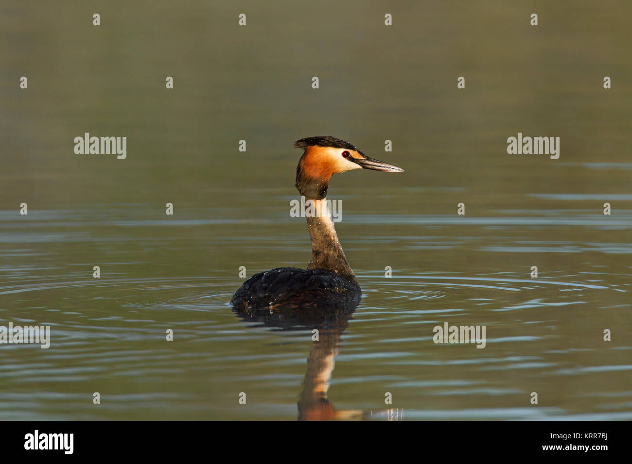 Svasso maggiore (Podiceps cristatus) in allevamento piumaggio nuotare nel lago / stagno in primavera Foto Stock