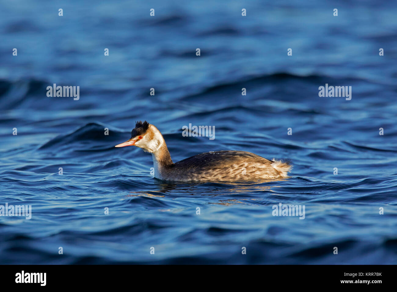 Svasso maggiore (Podiceps cristatus) in inverno piumaggio a nuotare in mare Foto Stock