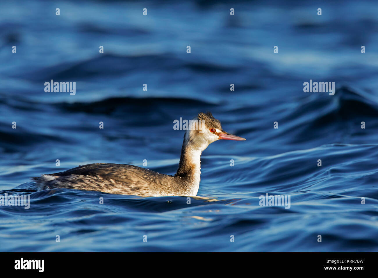 Svasso maggiore (Podiceps cristatus) in inverno piumaggio a nuotare in mare Foto Stock
