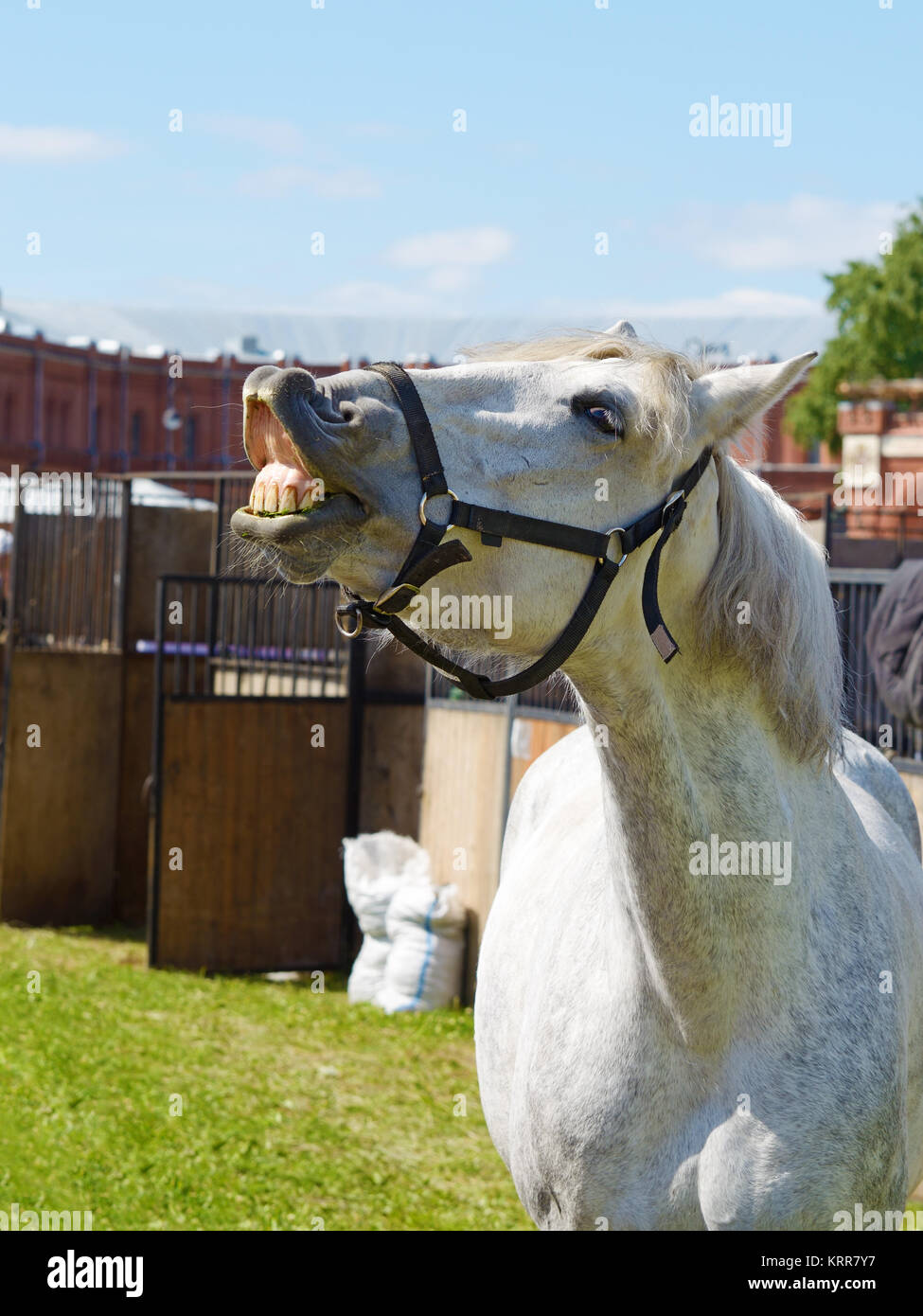 Cavalli giovani hanno mangiato il fieno.e ora lei ride con delizia. Foto Stock