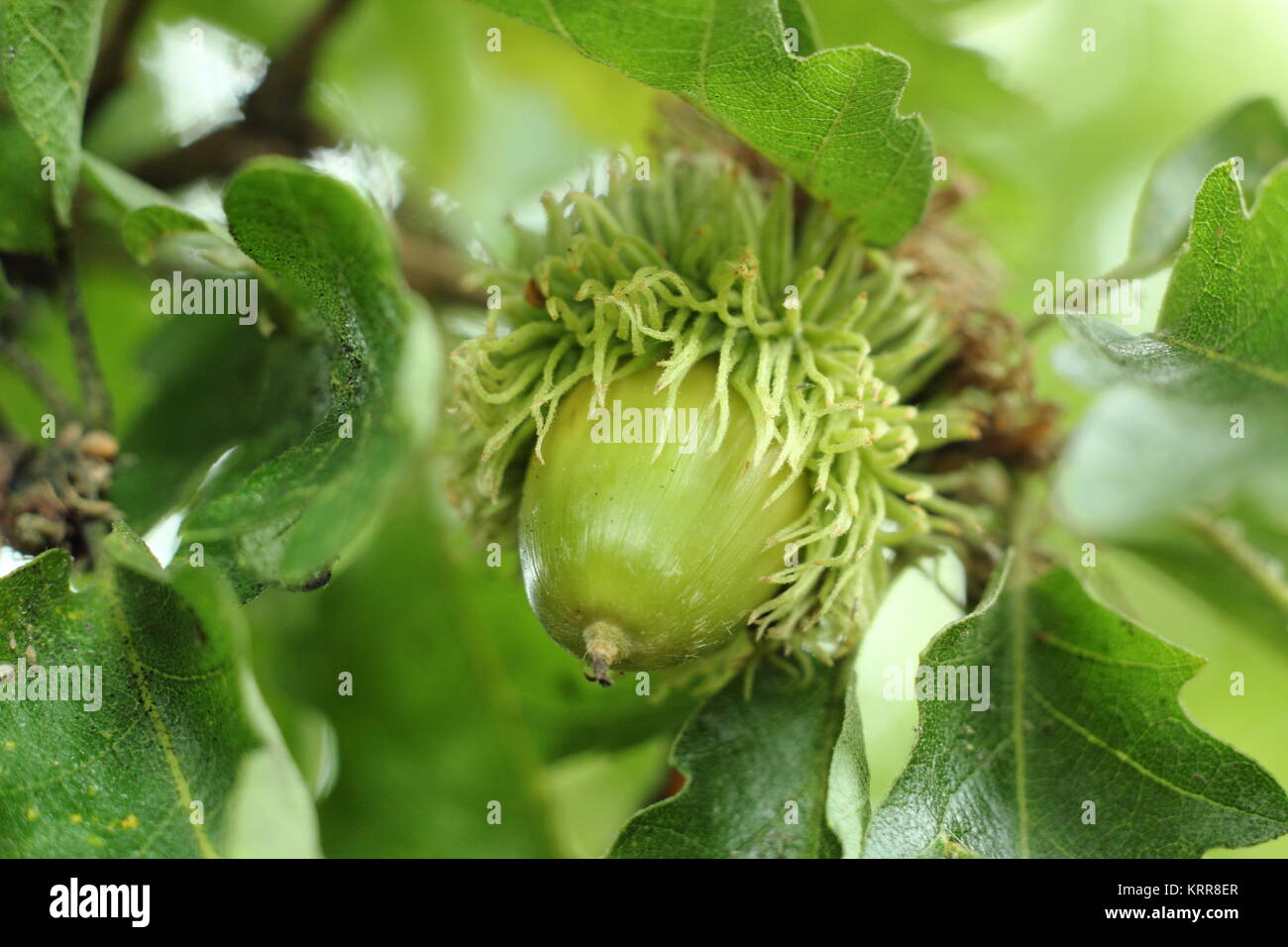La Turchia quercia (Quercus cerris), visualizzazione di fogliame e frutta in via di sviluppo in estate (luglio), Regno Unito Foto Stock