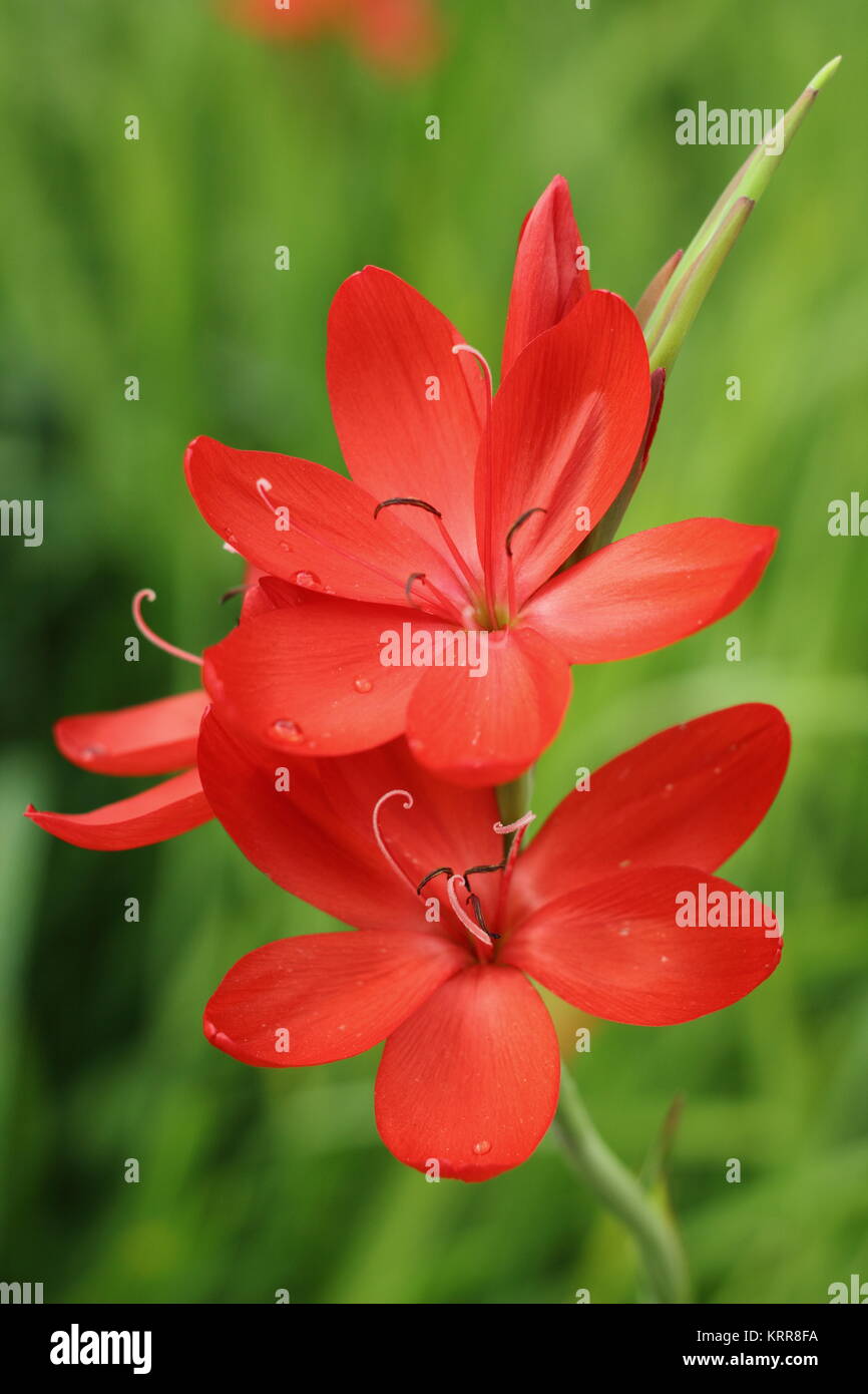 Hesperantha coccinea 'major', o Crimson bandiera giglio 'major' un erbaceo perenne verticale fiorito in un confine giardino a fine estate (settembre) Regno Unito Foto Stock