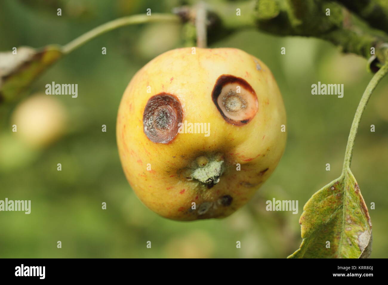 Un apple (malus) sofferenza ticchiolatura che ricorda le caratteristiche facciali, appeso ad un ramo di albero in un inglese un frutteto, Ottobre, REGNO UNITO Foto Stock