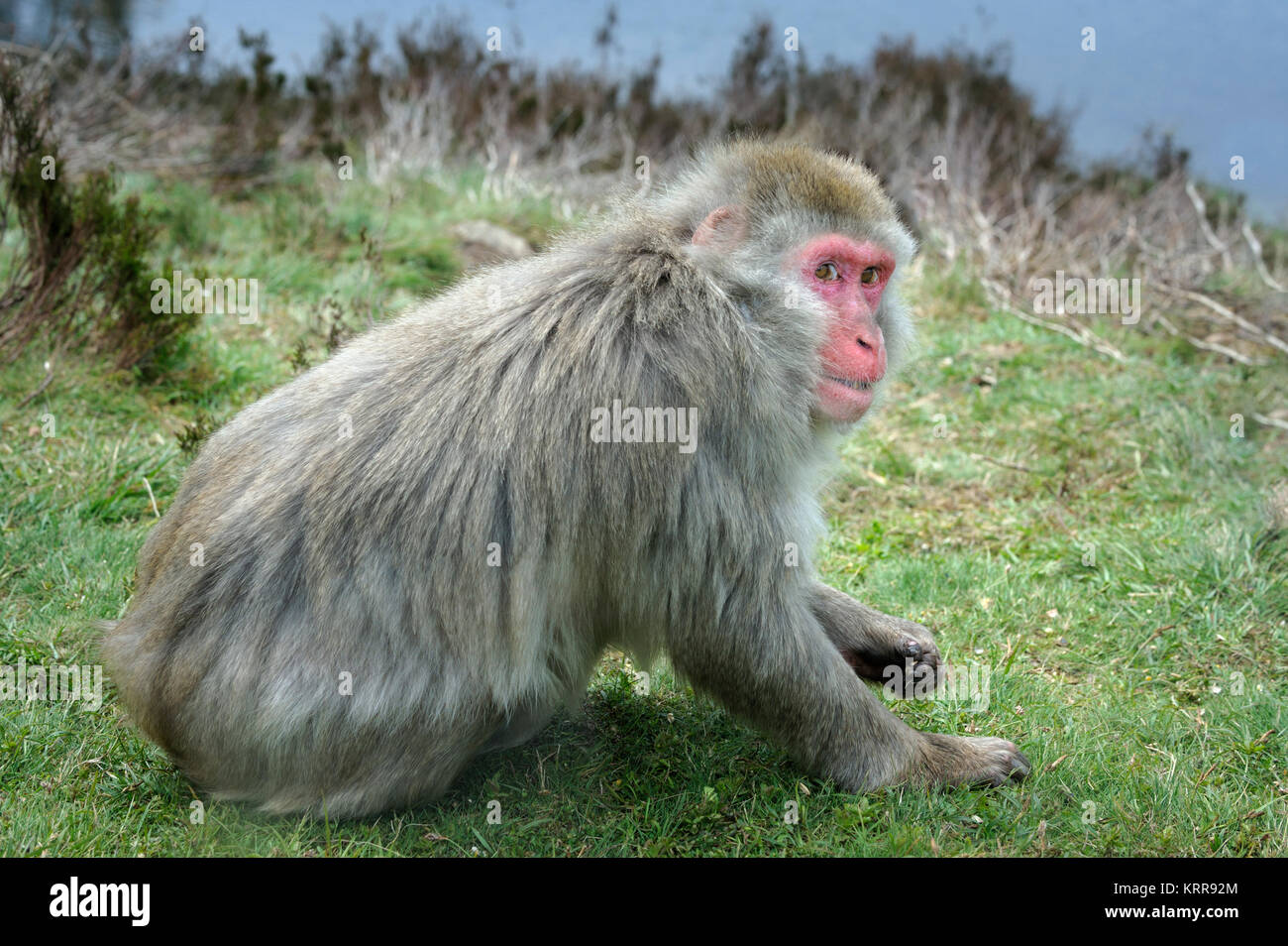 Neve scimmia macaco giapponese Macaca fuscata in cattività Foto Stock