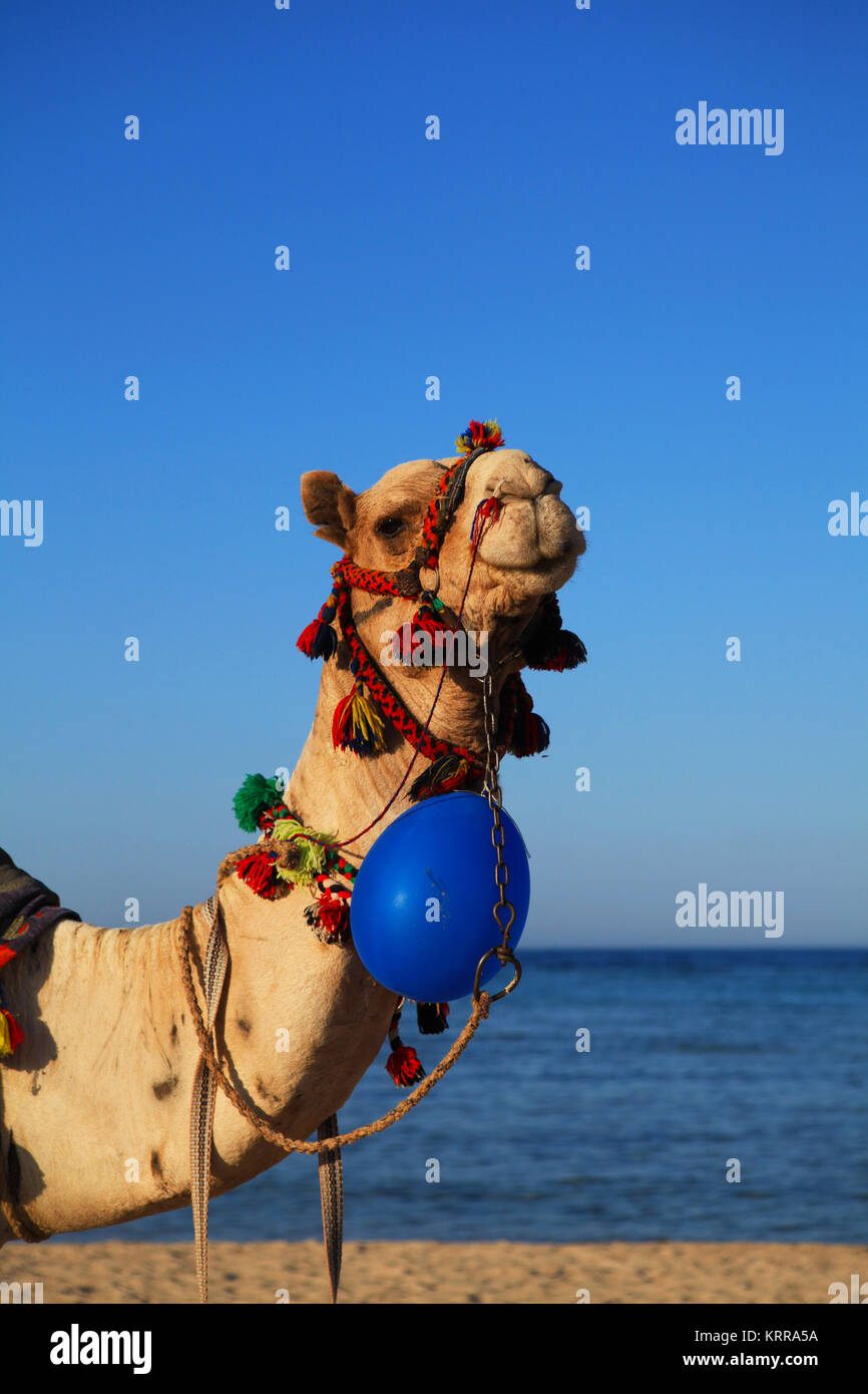 Cammello in Egitto Foto Stock