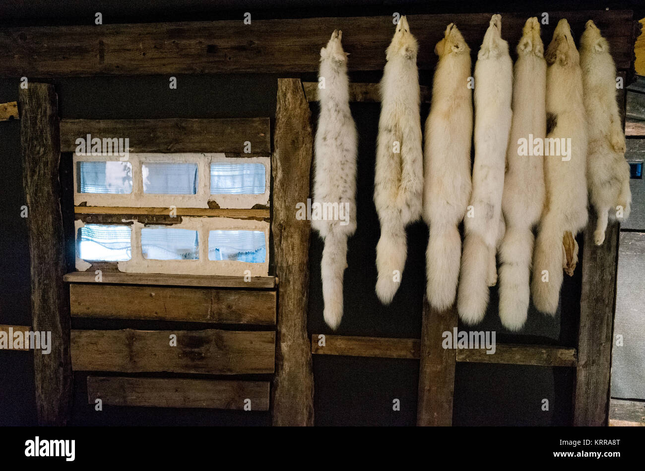 LONGYEARBYEN, Svalbard - la mostra di caccia e trappole al Museo delle Svalbard presenta una capanna dei trapper ricostruita che espone pelli di volpe artiche e attrezzature utilizzate durante il periodo di svernamento delle Svalbard dagli anni '1890 al 1941. La mostra documenta come quasi 400 persone, tra cui il 6% delle donne, abbiano trascorso più di 1.000 inverni nell'arcipelago intrappolando orsi polari, volpi artiche e renne, catturando al contempo foche e uccelli e raccogliendo anatre e oca. I cacciatori russi iniziarono a sfruttare regolarmente le risorse biologiche delle Svalbard nel 1819, con i cacciatori norvegesi che seguirono Who Wer Foto Stock