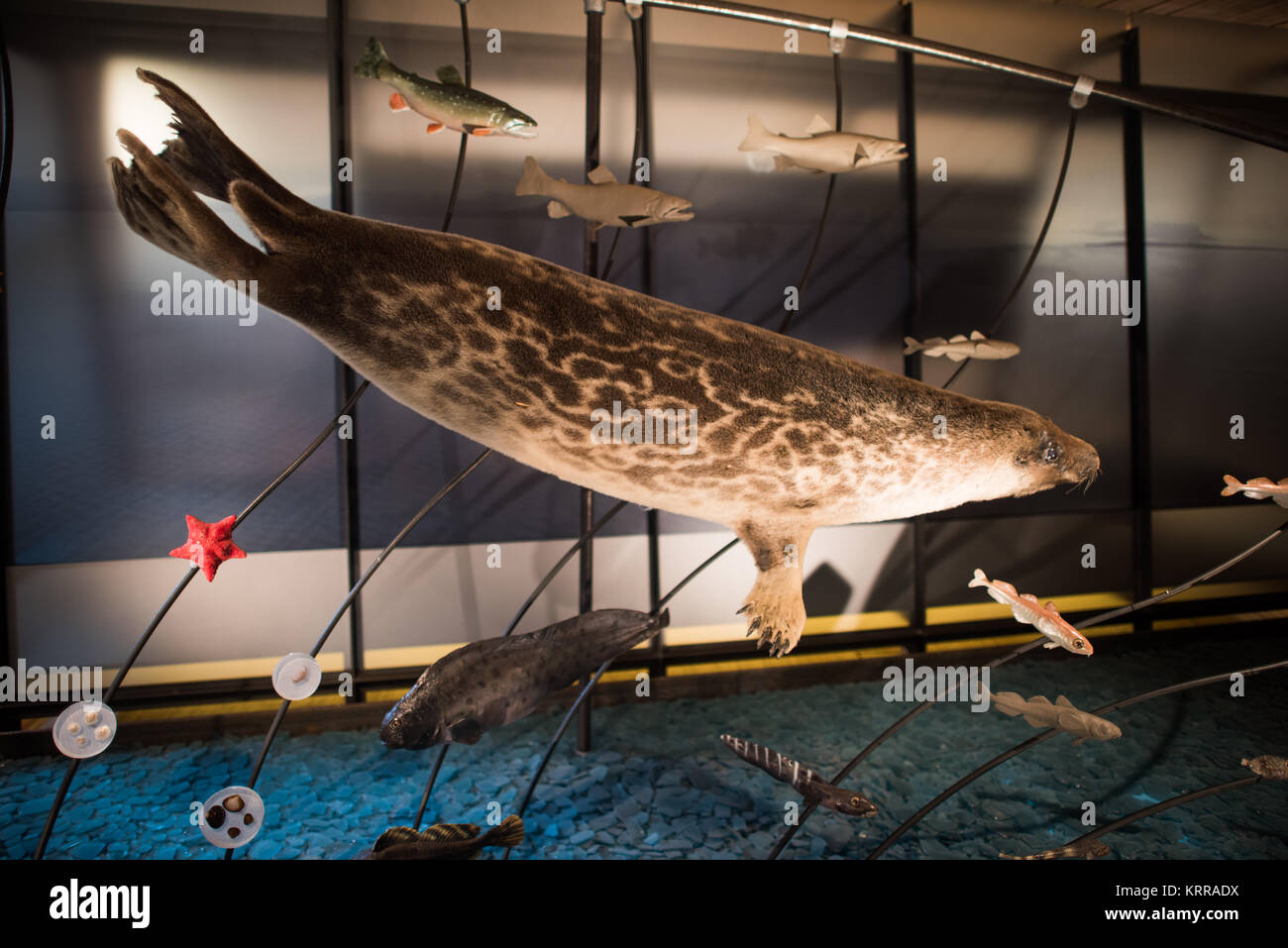 LONGYEARBYEN, Svalbard — Un esemplare di foca ad anello dimostra come i mammiferi marini dipendano dalla ricca fauna supportata dalla corrente di West Spitsbergen, un ramo settentrionale della corrente del Golfo che trasporta gli organismi verso nord dalle alghe monocellulari alle specie più grandi. La mostra mostra mostra come le foche, insieme a balene, trichechi e orsi polari, formano parte dell'ecosistema marino sostenuto dall'acqua calda dell'Atlantico e dalle lievi correnti d'aria meridionali lungo la costa occidentale di Spitsbergen. Le foche rappresentano specie particolarmente vulnerabili ai cambiamenti climatici che alterano la presenza e la distribuzione dei ghiacci marini, man mano che deperiscono Foto Stock