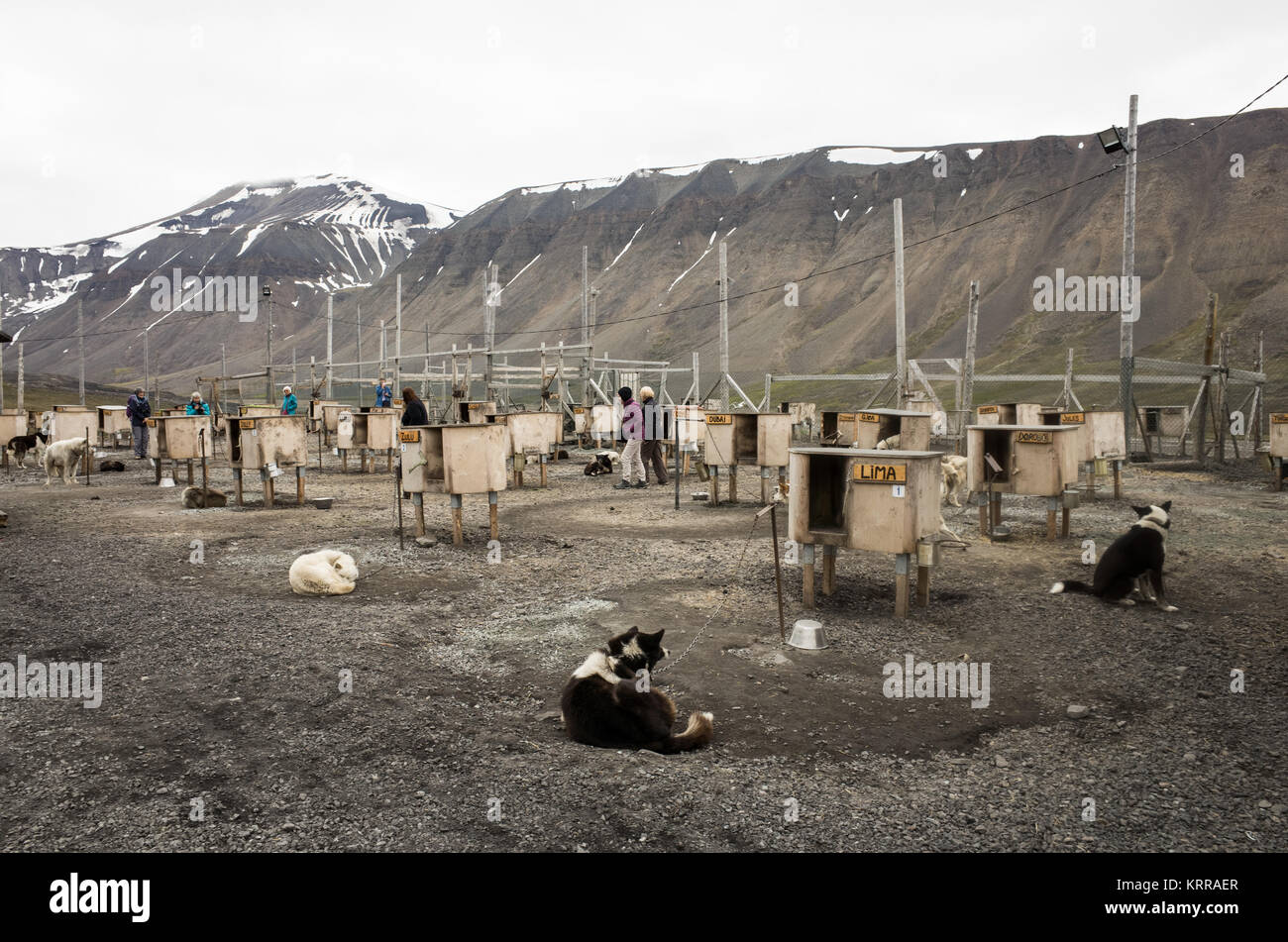 LONGYEARBYEN, Svalbard — Un allevamento di cani per la compagnia di avventura Basecamp Explorer a Longyearbyen, Svalbard. Situato un po 'fuori città a sud-est del centro di Longyearbyen, il canile è stato costruito nello stile di un tradizionale campo di slittino con cani. Foto Stock