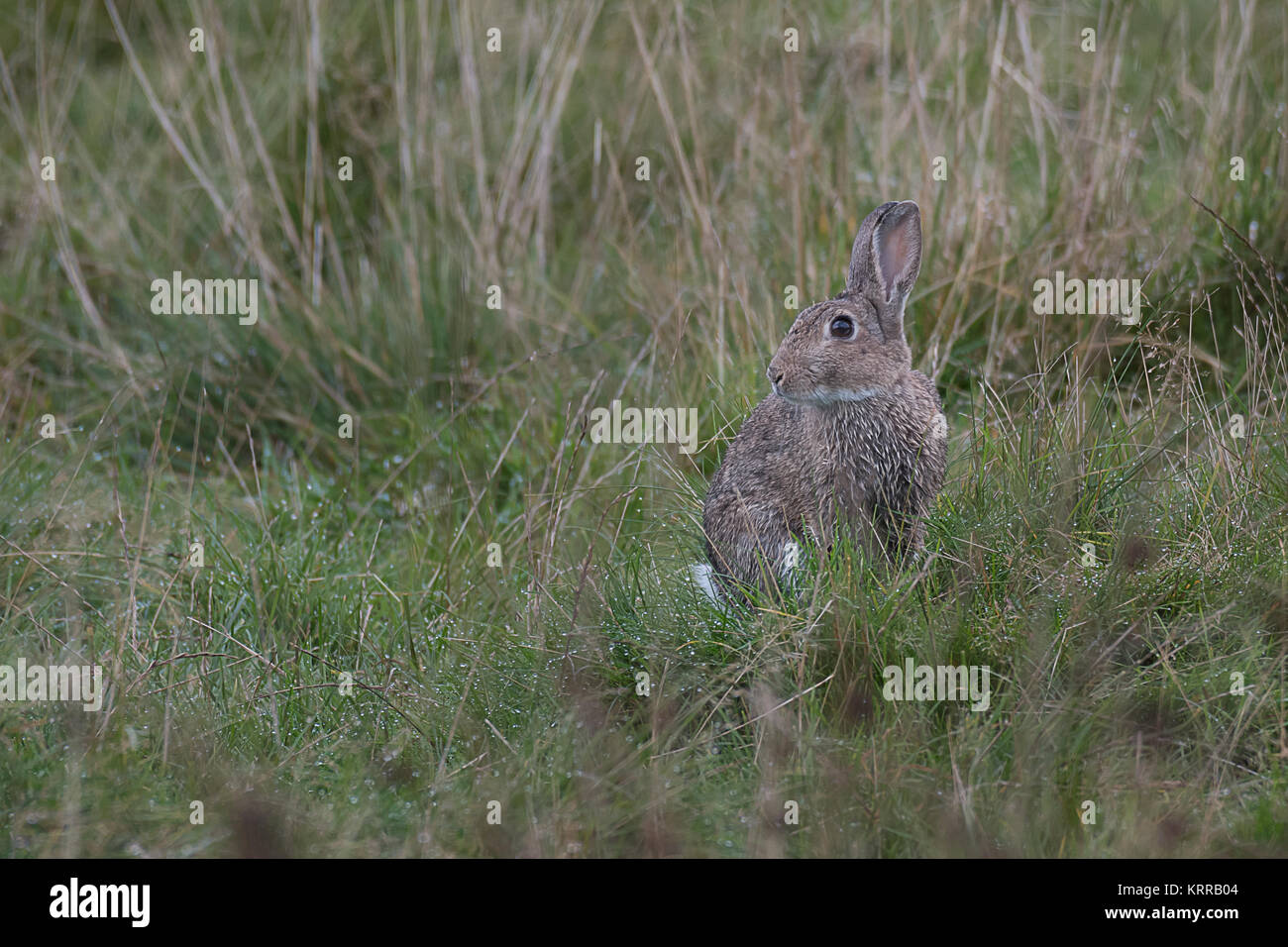 Un coniglio selvatico si nasconde in erba cercando di avviso e di mantenere un occhio per i predatori Foto Stock
