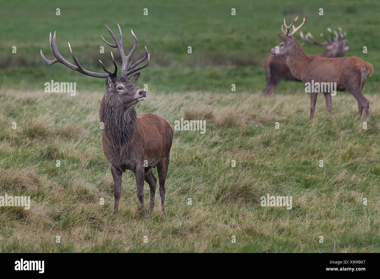 Un cervo rosso cervo in piedi sull'erba cercando si accoppia con un altro due in background Foto Stock