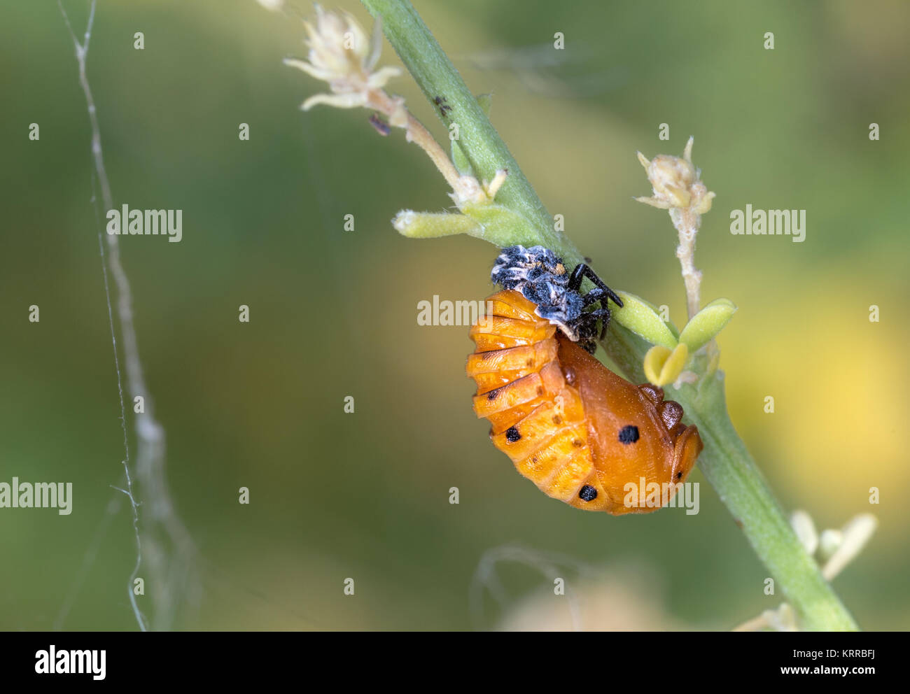 Ladybug Pupa - Harmonia axyridis - Coccinella septempunctata. Foto Stock