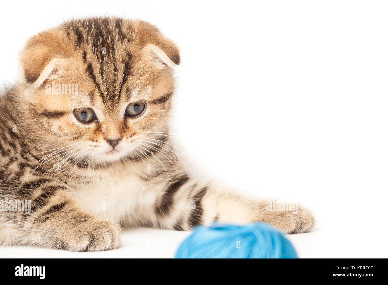 Tabby gattino con sfera di filo isolato su sfondo bianco Foto Stock