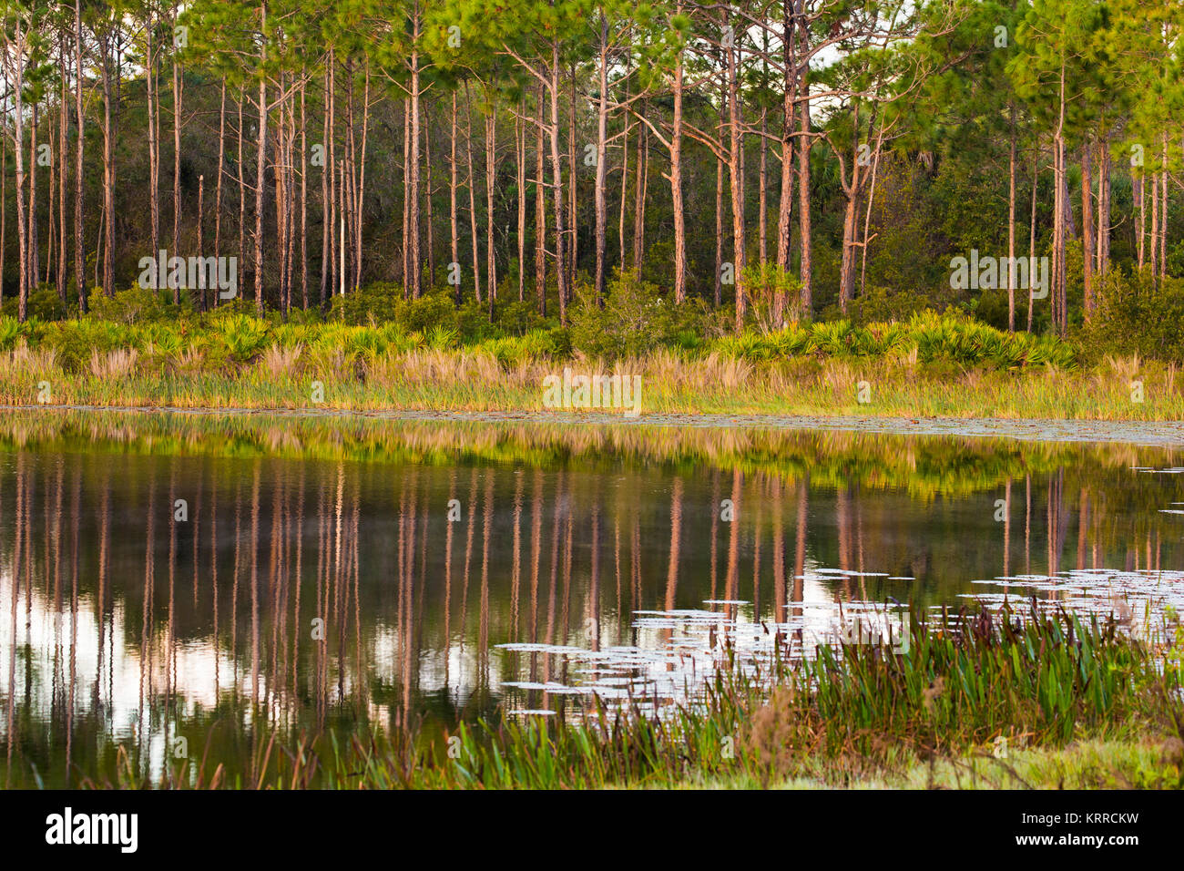 Gli alberi che riflettono nel lago di prima mattina presto luce am in T. Mabry Carlton, Jr. Memorial riservare a Venezia Florida negli Stati Uniti Foto Stock