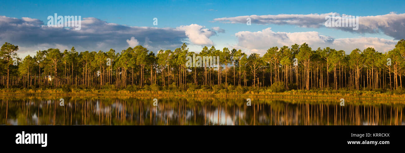 Gli alberi che riflettono nel lago di prima mattina presto luce am in T. Mabry Carlton, Jr. Memorial riservare a Venezia Florida negli Stati Uniti Foto Stock