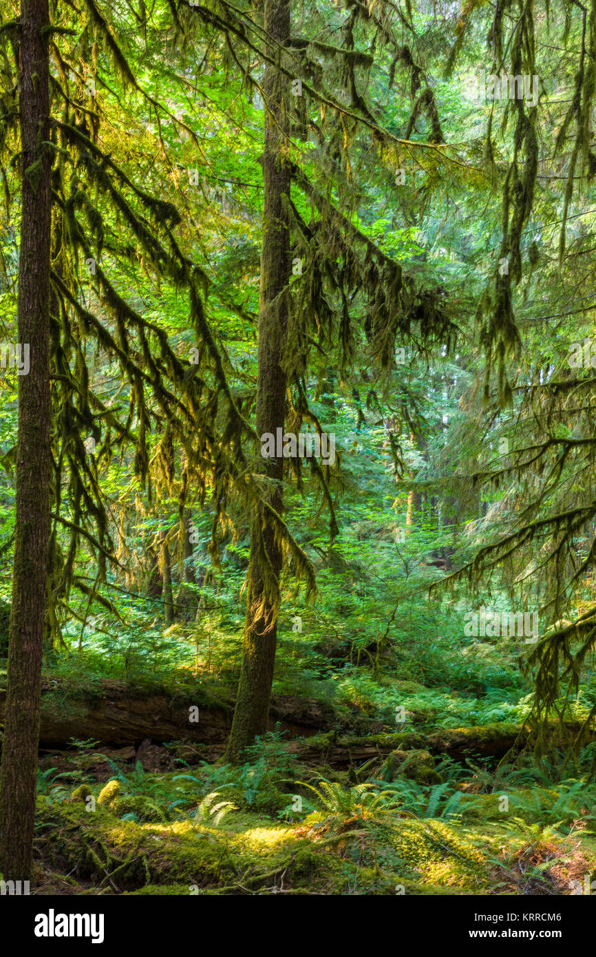 Antiche piantagioni Sentiero Natura anche se vecchia foresta nel Sol Duc sezione del Parco Nazionale di Olympic in Washington, Stati Uniti Foto Stock