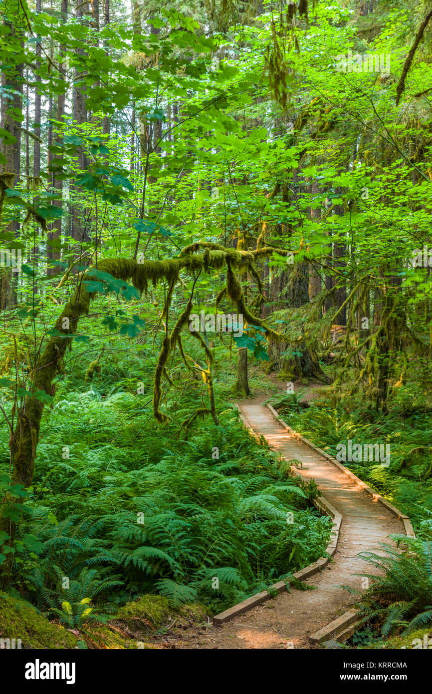 Percorso a piedi in antiche piantagioni Sentiero Natura anche se vecchia foresta nel Sol Duc sezione del Parco Nazionale di Olympic in Washington, Stati Uniti Foto Stock