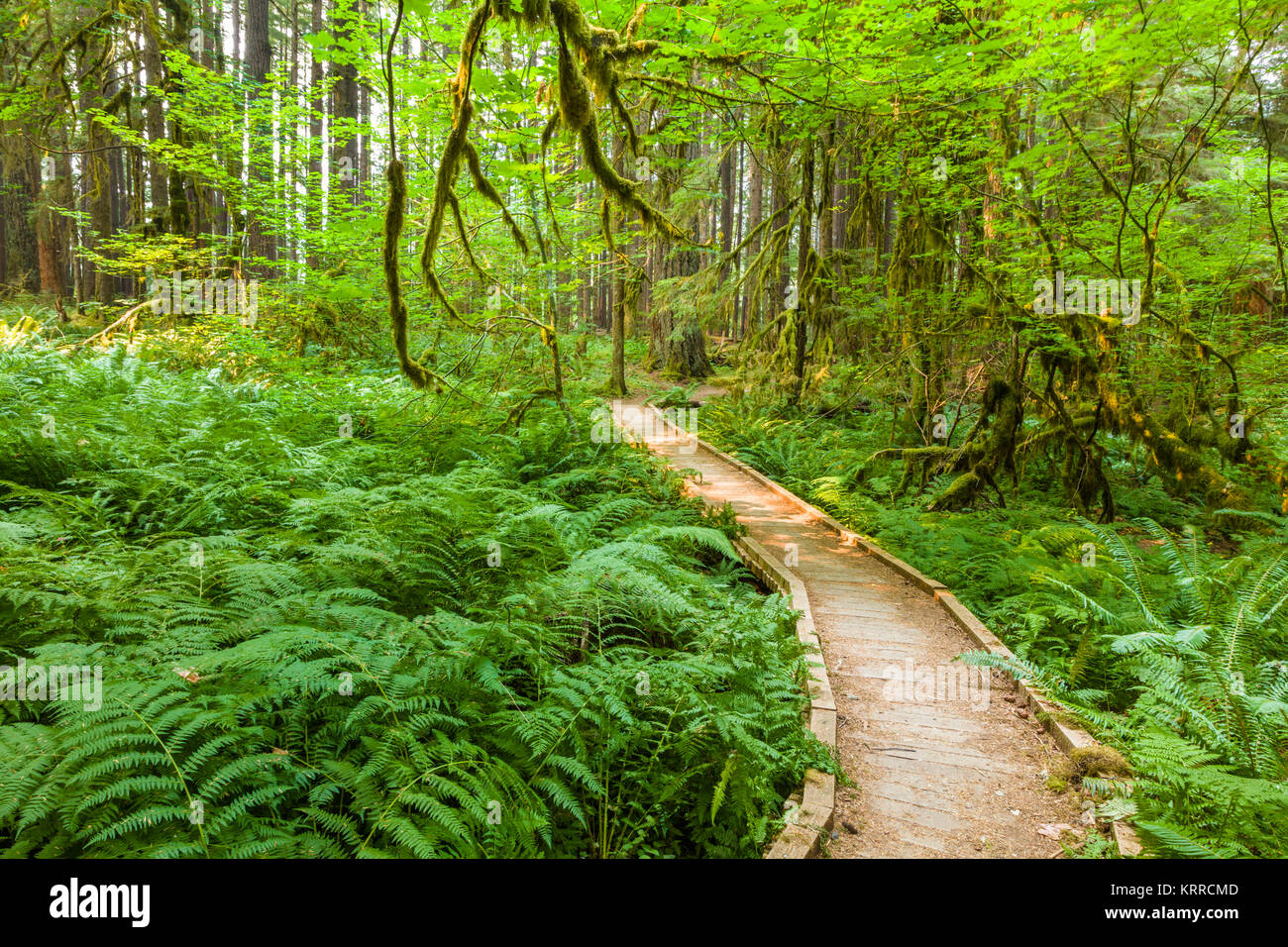 Percorso a piedi in antiche piantagioni Sentiero Natura anche se vecchia foresta nel Sol Duc sezione del Parco Nazionale di Olympic in Washington, Stati Uniti Foto Stock