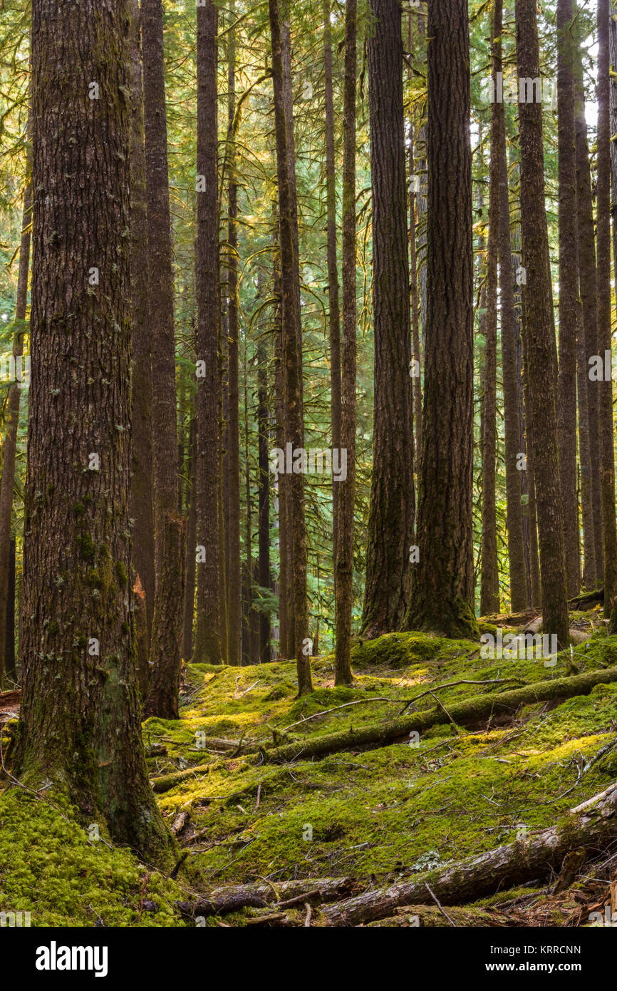 Antiche piantagioni Sentiero Natura anche se vecchia foresta nel Sol Duc sezione del Parco Nazionale di Olympic in Washington, Stati Uniti Foto Stock