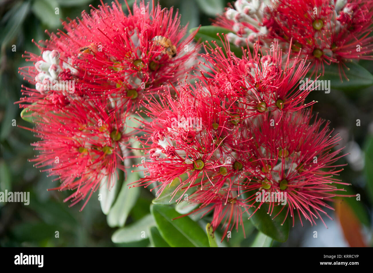 Il pohutukawa (Metrosideros excelsa) con il suo fiore di cremisi è diventato parte integrante della Nuova Zelanda Natale tradizione, un simbolo per il nuovo Foto Stock