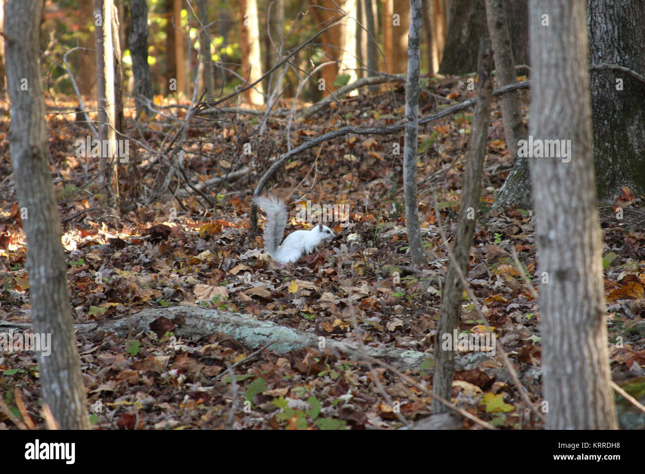 Bianco (Albino) scoiattolo in Virginia Foto Stock