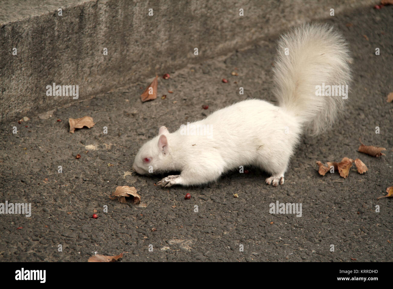 Bianco (Albino) scoiattolo in città Foto Stock